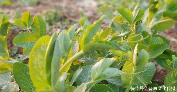 现在能种植豌豆尖吗 t010052f0b8079a295f.jpg