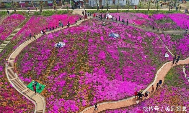 湖北宜昌:100亩芝樱花开,美的让人陶醉