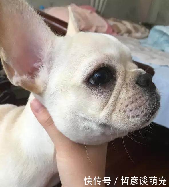 狗狗哭吧哭吧不是罪, 伤心的话哭也可以的! 到