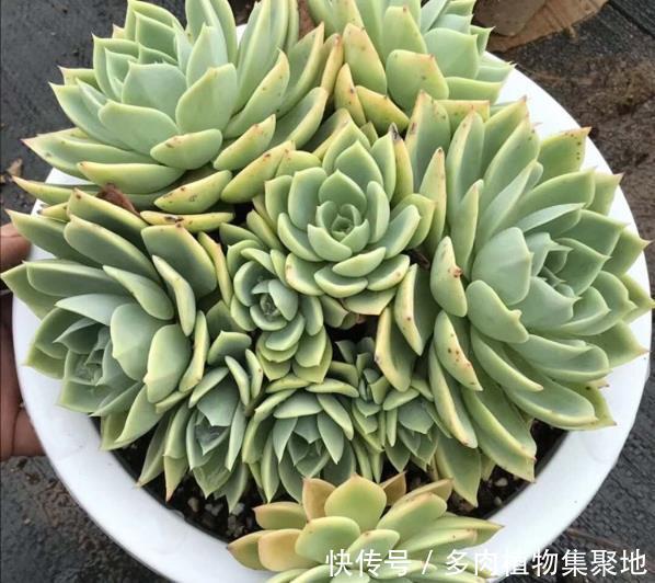 栽种多肉植物的时候,教你剪一下根系,能生长得