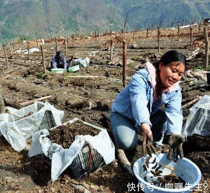 农民种植的“土豆”，一斤价值500元，亩收益3万，年赚几十万