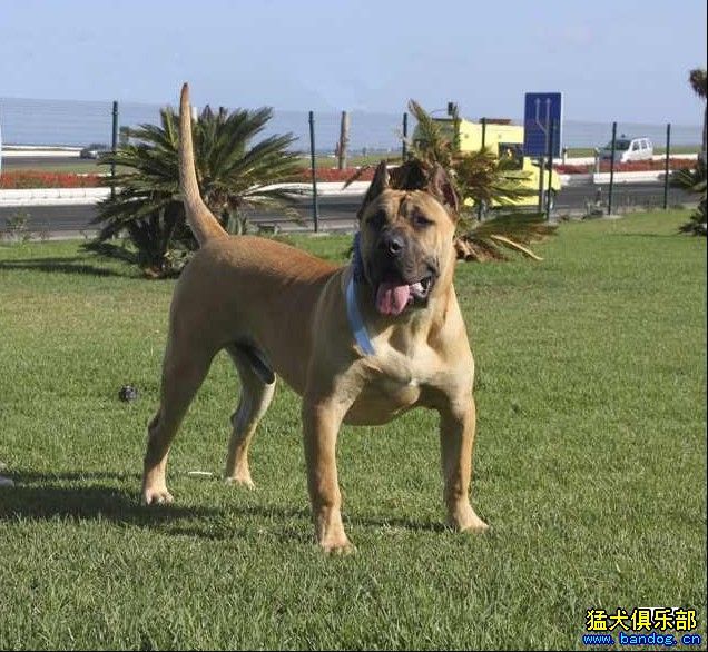 西班牙加纳利犬