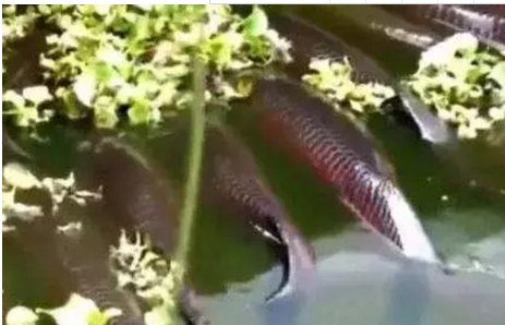 男子在钓鱼时发现神奇鱼种浮在水面, 走近前去