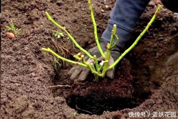 蓝妖：月季地栽这么做，长的比别人家的快10倍！