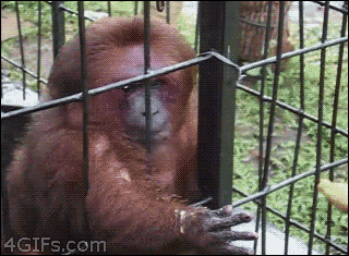 t010289ec685f639489.gif?size=320x235