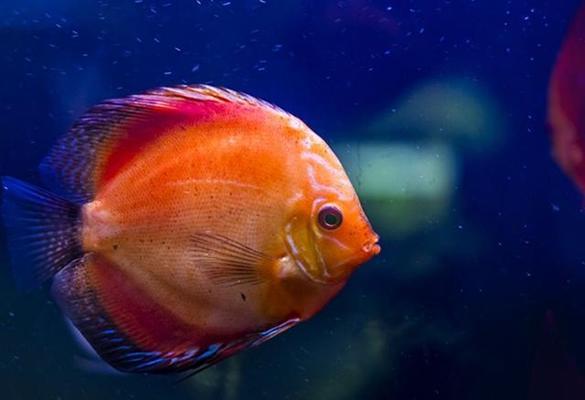 深圳市福田區(qū)魚博士水族生態(tài)環(huán)境設(shè)計館（深圳市福田區(qū)魚博士水族生態(tài)環(huán)境設(shè)計館詳細介紹）