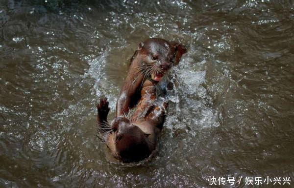 水獭打架竟和人一样,一言不合就上拳头,最后还往对方头上扔垃圾 日博备用网址