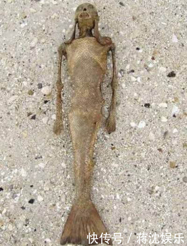 世界上有美人鱼吗