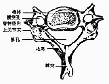 相邻椎骨的上下切迹共同围成椎间intervertebral foramina,有脊神经和