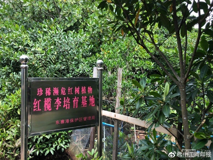 为了保护这种濒危植物，他退休后又回到了工作岗位上