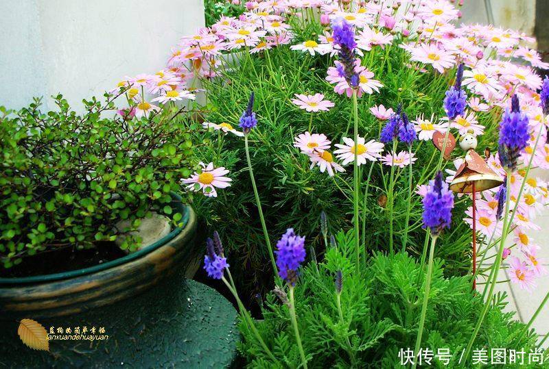 有个“露台花园”折腾,真好!此景此情,喝茶,看书 太惬意啦!