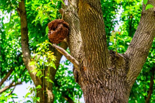 醉美人间四月天,还不迅速切换到赏花模式?