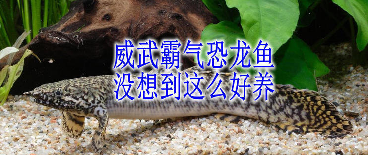 蚌埠賣魚缸的地方 其他品牌魚缸