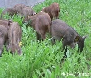 辞去月薪8000工作 白领回乡创业养野猪年赚50万