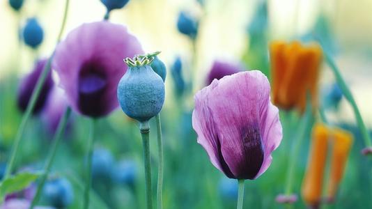 吸毒检测程序规定