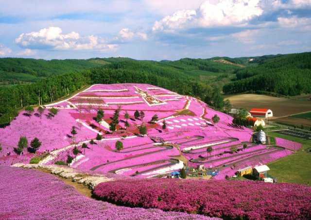 没有樱花没有雪 夏天的北海道依旧挤破头