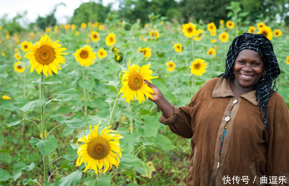 非洲人嘲笑中国人在非洲种向日葵，却在收获时被一抢而空