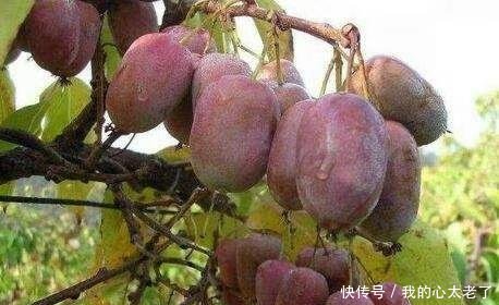 别种桃树梨树了!此果似狗腰子,院子里种2棵,来