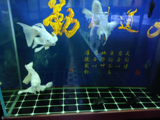 陽(yáng)泉水族批發(fā)市場(chǎng)地址在哪里啊多少錢(qián)（陽(yáng)泉水族批發(fā)市場(chǎng)地址在哪里啊多少錢(qián)一位）