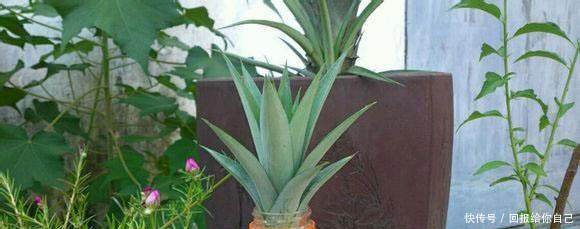 以后可以自己种菠萝吃啦,简单易学