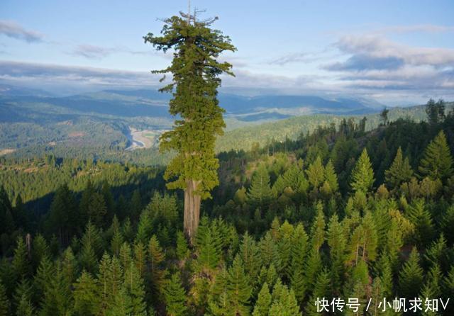 世界上最高的树,是澳洲的“霸王树”还是美国的“亥伯龙神”?