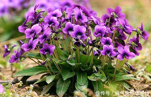 农村地里不起眼的这三种野菜，凉血消肿，还活血化瘀，你吃过吗