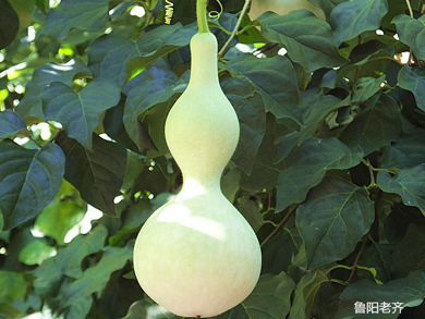 这个葫芦是什么品种