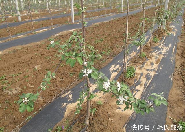 苹果树栽培技术|选苗有讲究,三看选对苗