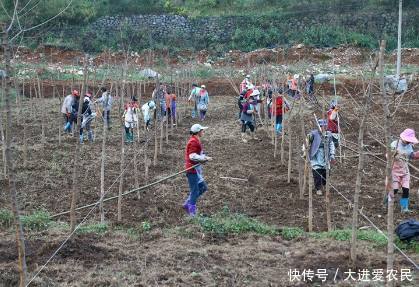 种植50亩地“金元宝”，年入10多万，农民创业靠它行吗？