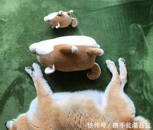 彩睡姿大盘点,金毛太傻气,中华田园犬的表现太