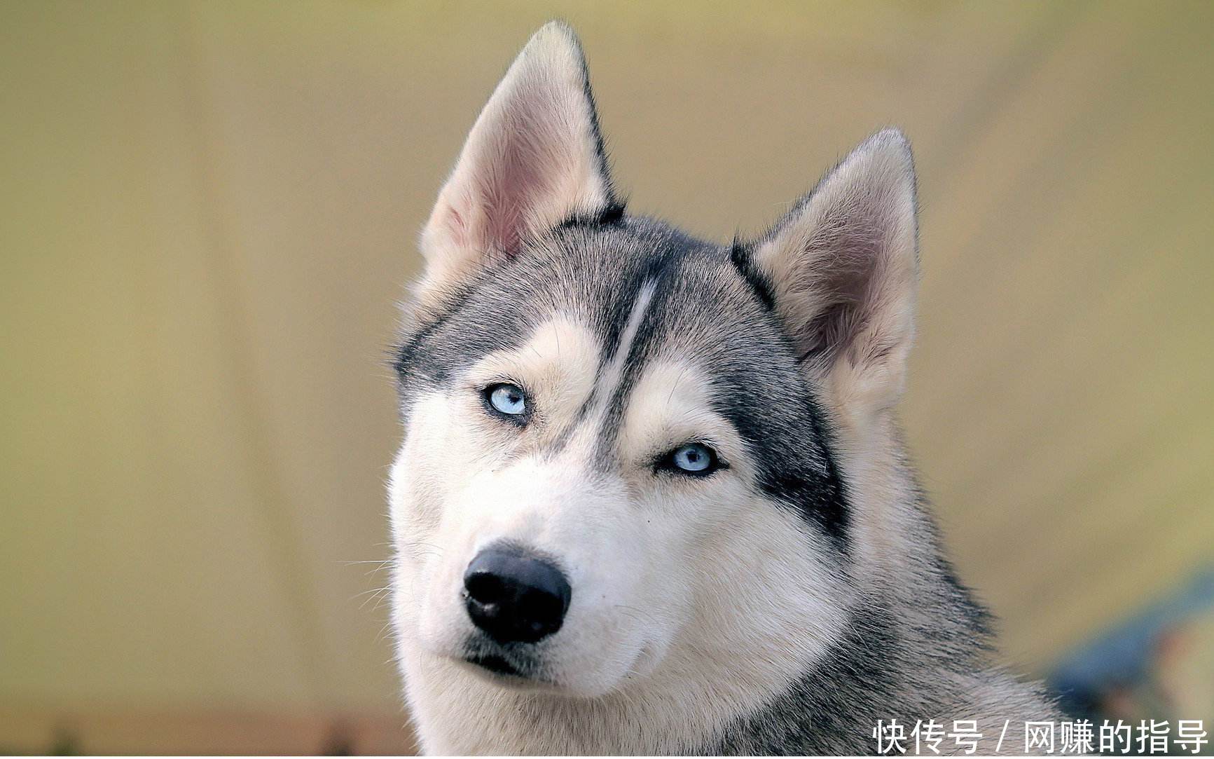 千古谜题终于揭开:狗为什么吃屎