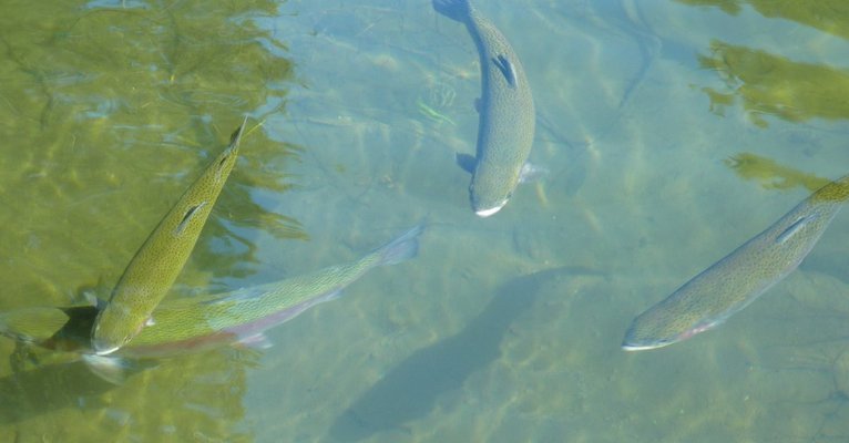 閩江水族魚(yú)缸怎么樣（魚(yú)缸品牌十大排名） 祥龍魚(yú)場(chǎng)