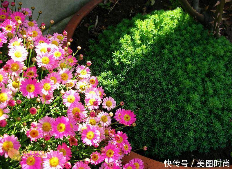 有个“露台花园”折腾,真好!此景此情,喝茶,看书 太惬意啦!