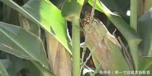 特朗普对美国承诺