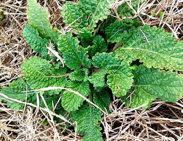 这种长在野外的野菜,叫蟾蜍草,也叫癞蛤蟆草,地胆头,因为其叶面是凹凸