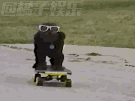 【gif】蠢萌的爆笑萌宠动图都在这里啦