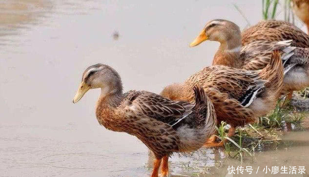 街上卖19元一只的鸭子,为什么这么便宜?看完你还敢买吗?