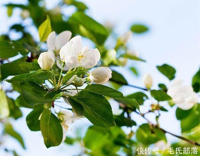 樱桃树栽培技术|大樱桃整形修剪需要特别注意