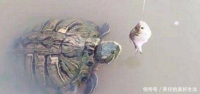 小伙在池塘钓鱼,钓到一只乌龟,接下来的场景让小伙惊讶