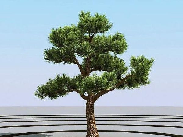 冬天移栽的松树什么时候能浇水_360问答