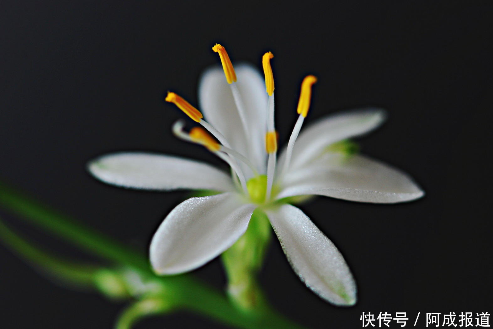 一个月吃几次它,吊兰新芽蹭蹭往外冒,轻松爆盆