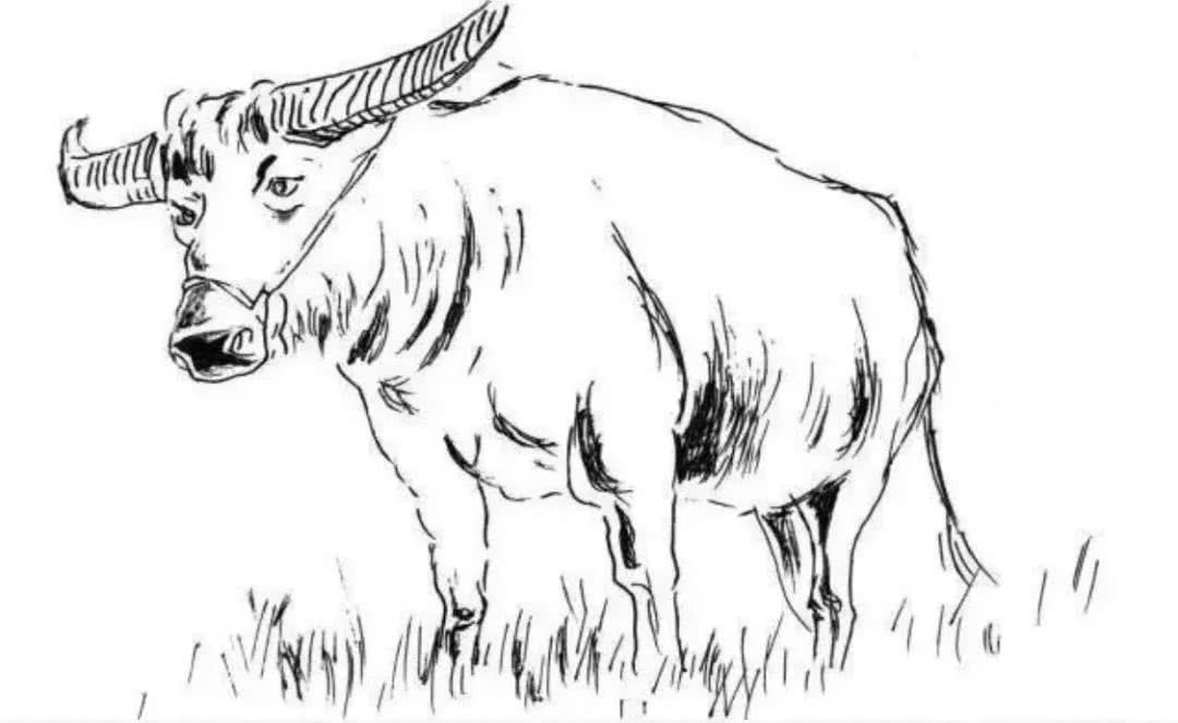 从一头牛的眼睛里,看到了上帝的光芒