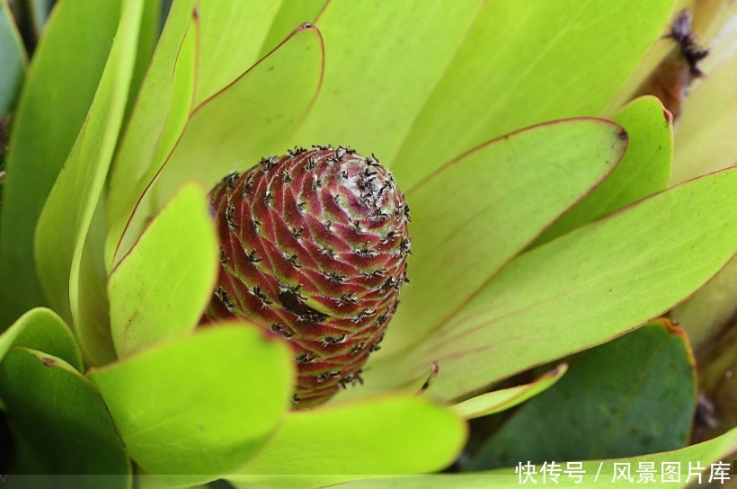 全世界最富贵华丽普蒂亚花,帝王花图片欣赏