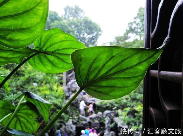 江浙沪又一网红打卡地!有轨电车穿过海棠花海,2元直达太湖