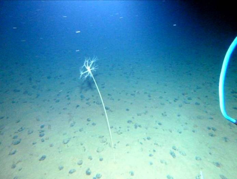 蛟龙号带回生物检出微塑料 网友:世界上已经没有净土了(图18) 豌豆叨波叨 2018-09-06 00:00 绿水青山就是金山银山,保护环境就是保护人类自己。 真是让人痛心!我国载人潜水器蛟龙号去年从大洋深处带回海洋生物,通过观察后发现,在4500米水深下生活的海洋生物体内竟检出微塑料。初步估计,这些微塑料很可能是纤维状塑料绳。这预警着人类活动的污染已遍布全球各个角落。 看这些惊心动魄的图片,你有没有痛心?