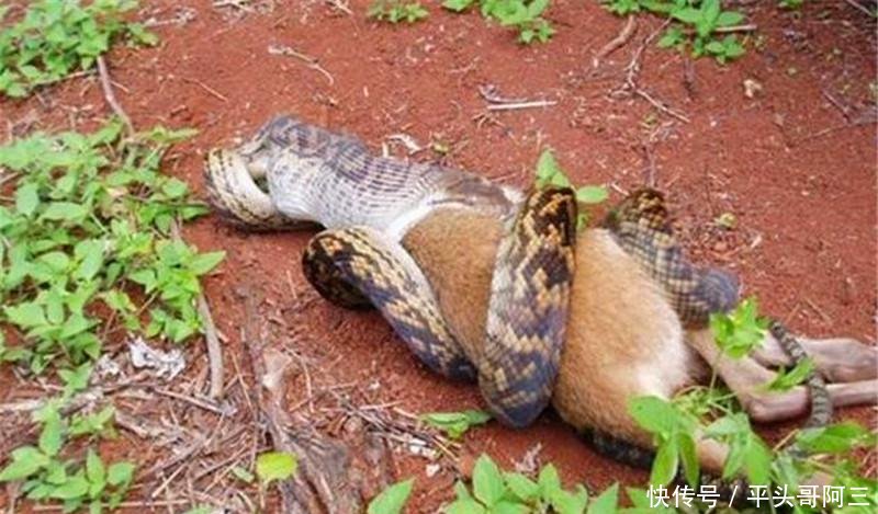 蟒蛇试图吞下比自己体型大几倍的袋鼠,到最后