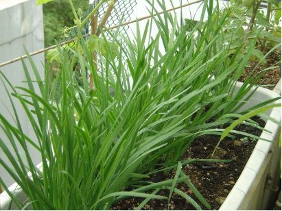 婆婆住我家,非要在阳台种韭菜,我气不过想赶她走,转身却傻了眼