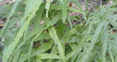 概述     井栏荽是一种中药   别名:细叶凤尾草,井栏草.