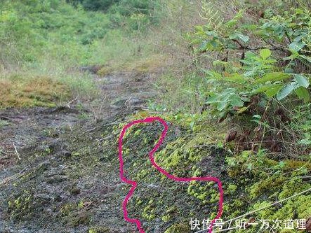 特别的抗癌,但是农村人却嫌它脏不愿吃!这是农