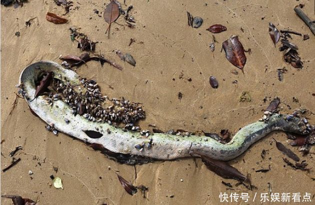 梦见被毒蛇咬,梦境背后的深层含义与心理解析 梦见被毒蛇咬,梦境背后的深层含义与心理解析